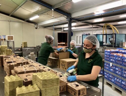 LOS HUEVOS EN PLATO SE SIRVEN DESDE GRAÑEN